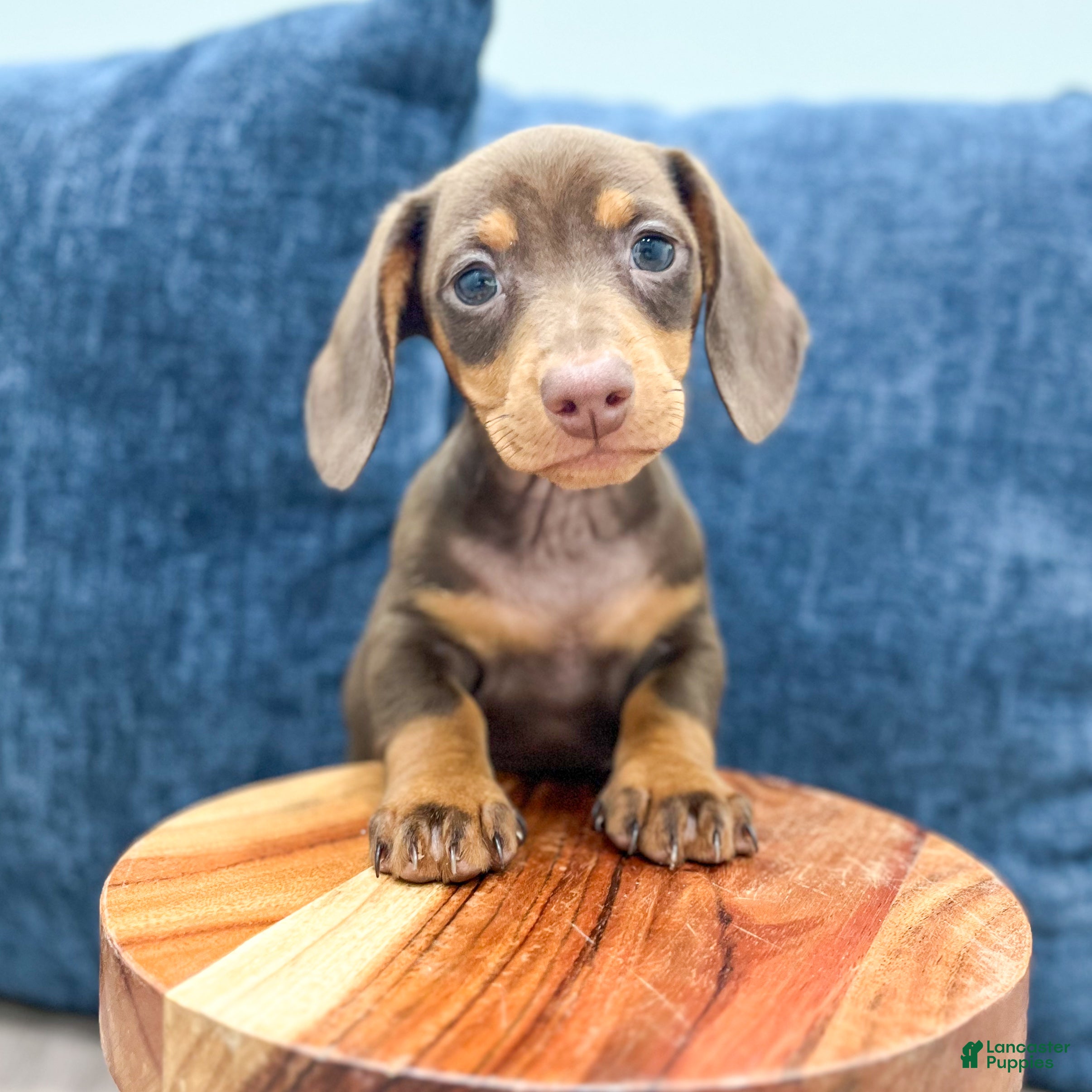 Miniature Dachshund dogs for sale: Asher - Ad 1