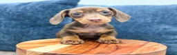 Miniature Dachshund dogs for sale: Asher - Ad 2