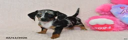 Miniature Dachshund dogs for sale: Indie - Ad 3