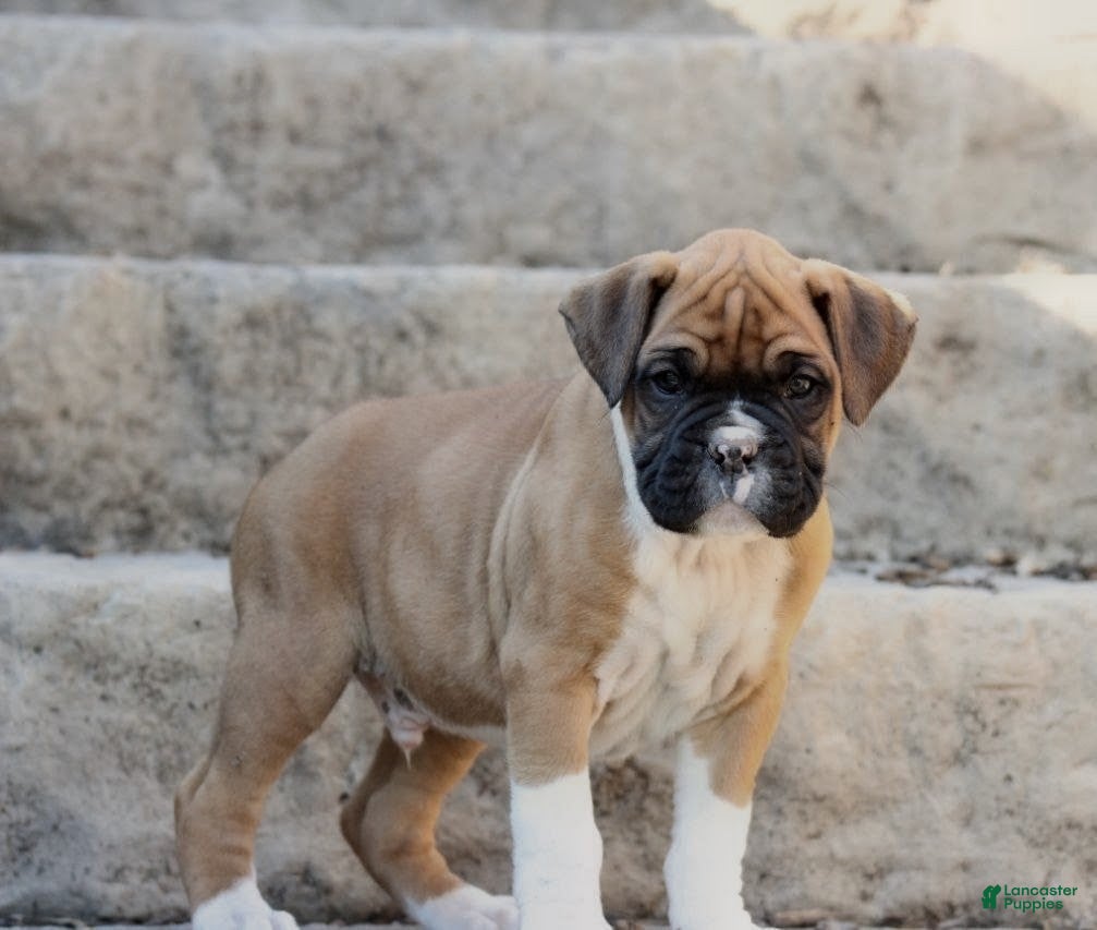 Boxer dogs Cody - Ad 2