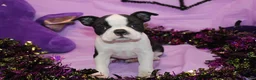 Boston Terrier dogs for sale: Lumi Your Sweet, Laid-Back Little Cuddle Bug - Ad 6