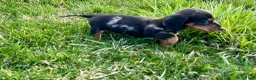 Dachshund dogs for sale: Lil Bean Sprout🐾❤️Mini AKC Genetic Tested❤️Call 717-201-9727 - Ad 4