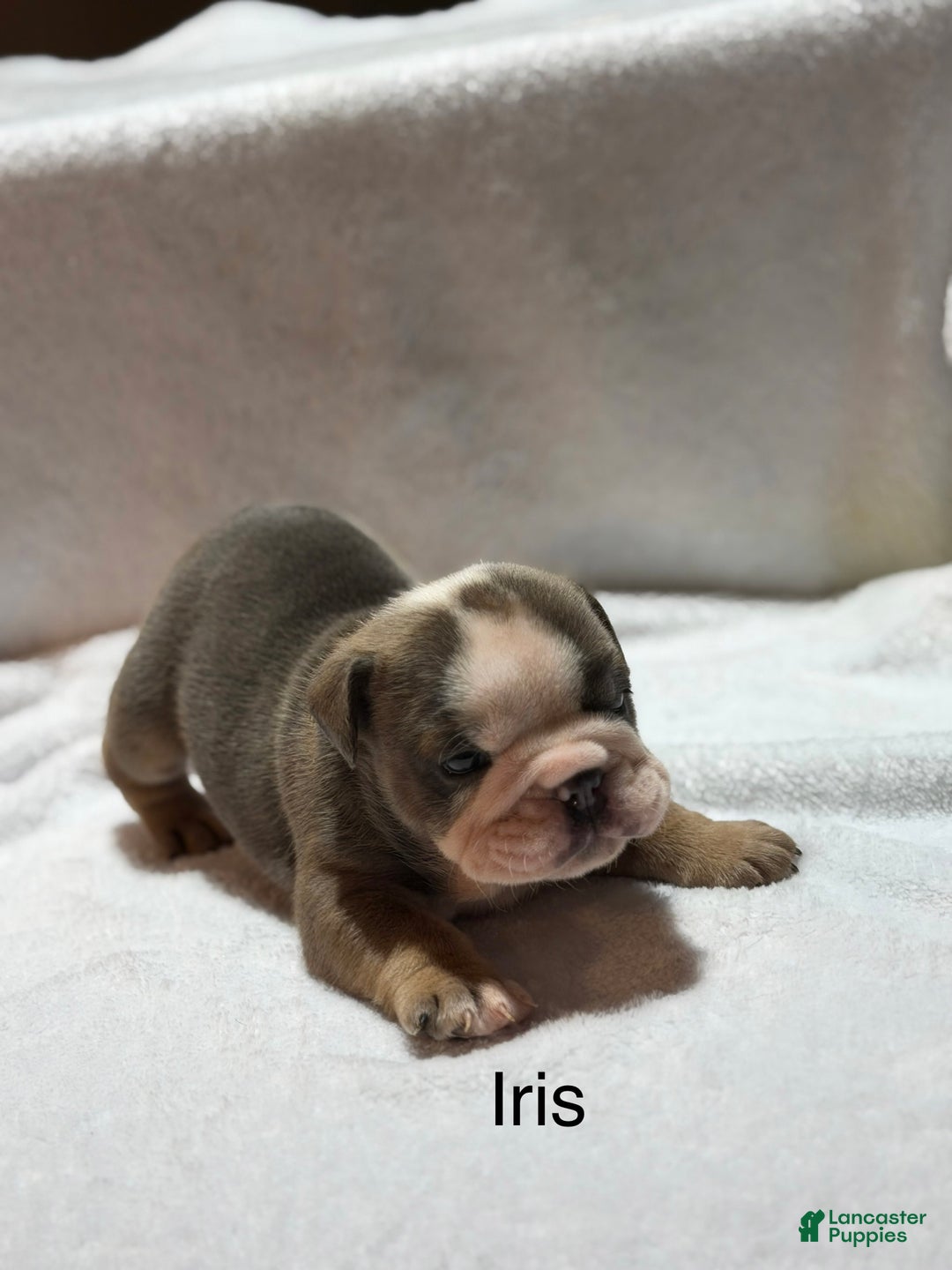 English Bulldog dogs for sale: English Bulldog Puppy 5 - Ad 7