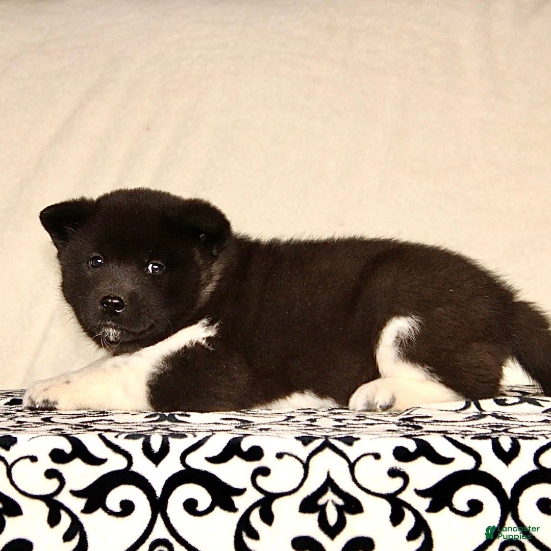 Akita dogs for sale: Archer - Ad 2