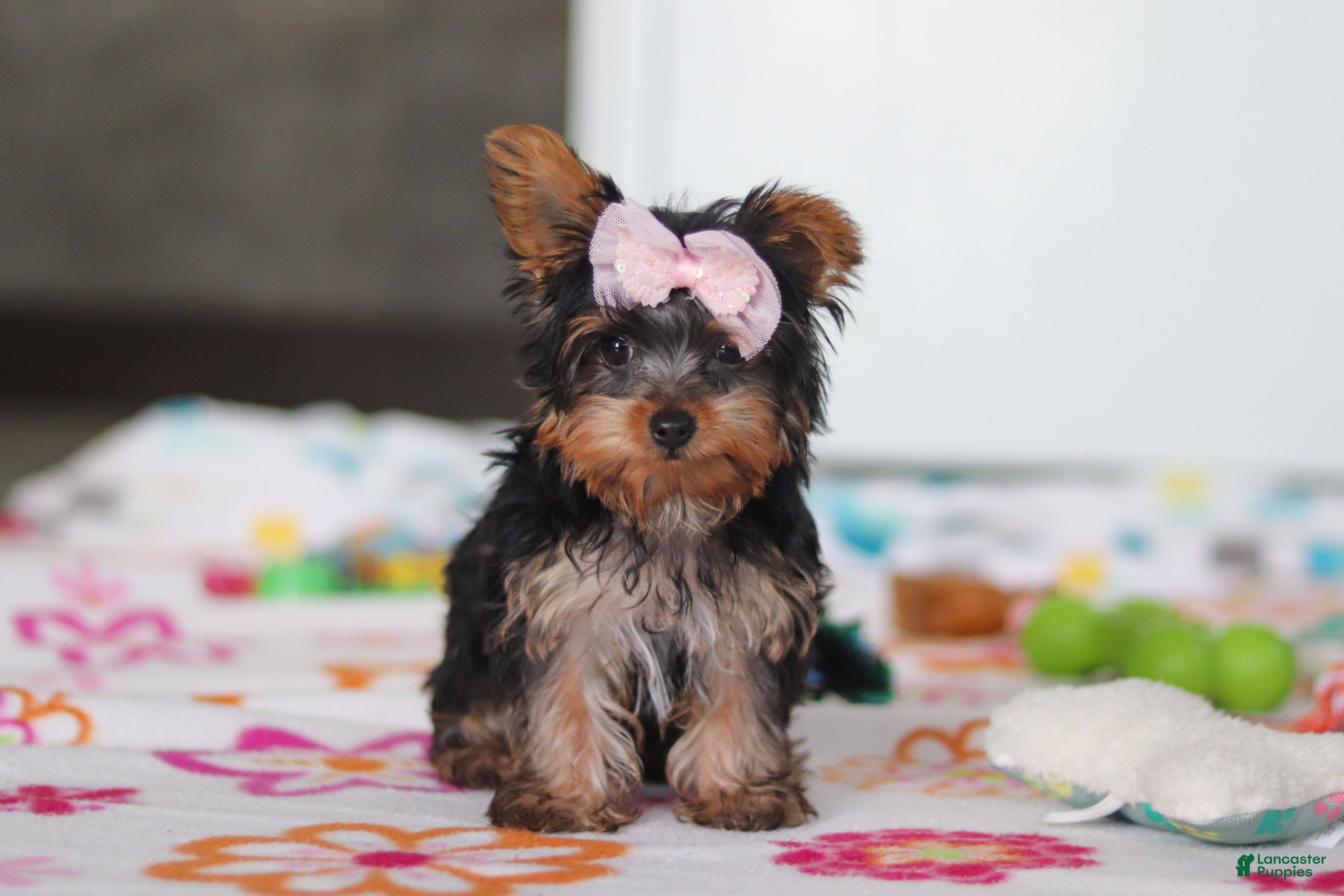 Yorkshire Terrier dogs Daisy - Ad 1