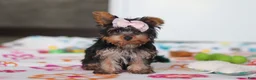 Yorkshire Terrier dogs for sale: Daisy - Ad 1