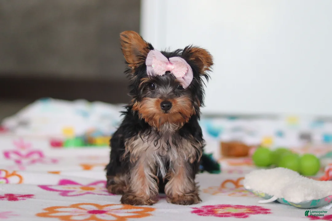 Yorkshire Terrier dogs for sale: Daisy - Ad 1