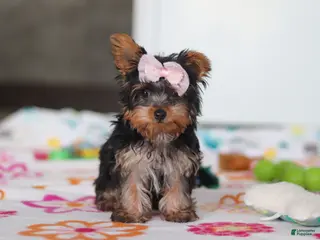 Yorkshire Terrier dogs for sale: Daisy - Ad 1