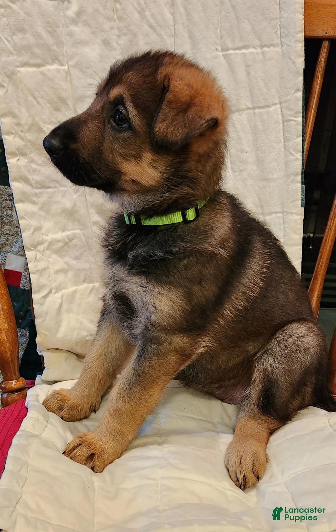 German Shepherd dogs for sale: German Shepherd Puppy 8 - Chartreus - Ad 1