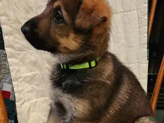 German Shepherd dogs for sale: German Shepherd Puppy 8 - Chartreus - Ad 4