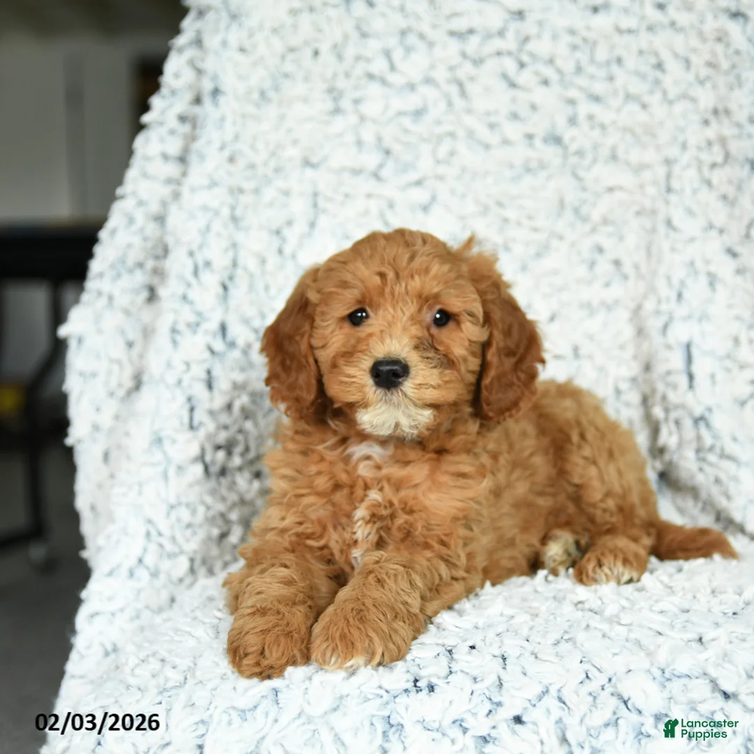Mini Goldendoodle dogs for sale: Honey - Ad 3