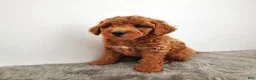 Mini Goldendoodle dogs for sale: Benny - Ad 7