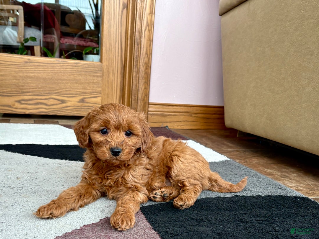 Cavapoo dogs for sale: Cavapoo male Puppy 3 - Ad 2