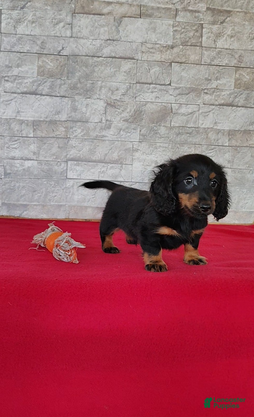 Miniature Dachshund dogs Tyler - Ad 2