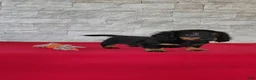 Miniature Dachshund dogs for sale: Tyler - Ad 2