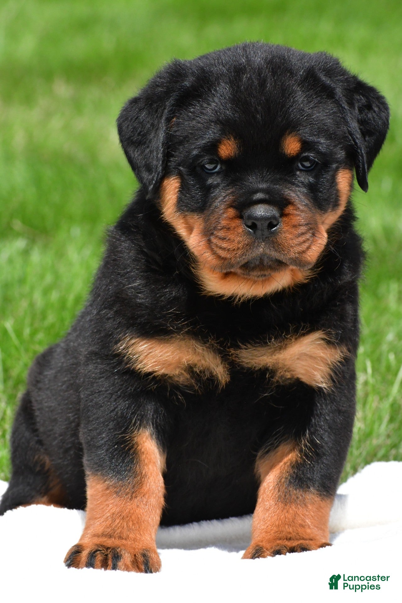 Rottweiler dogs virginia - Ad 1