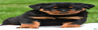 virginia