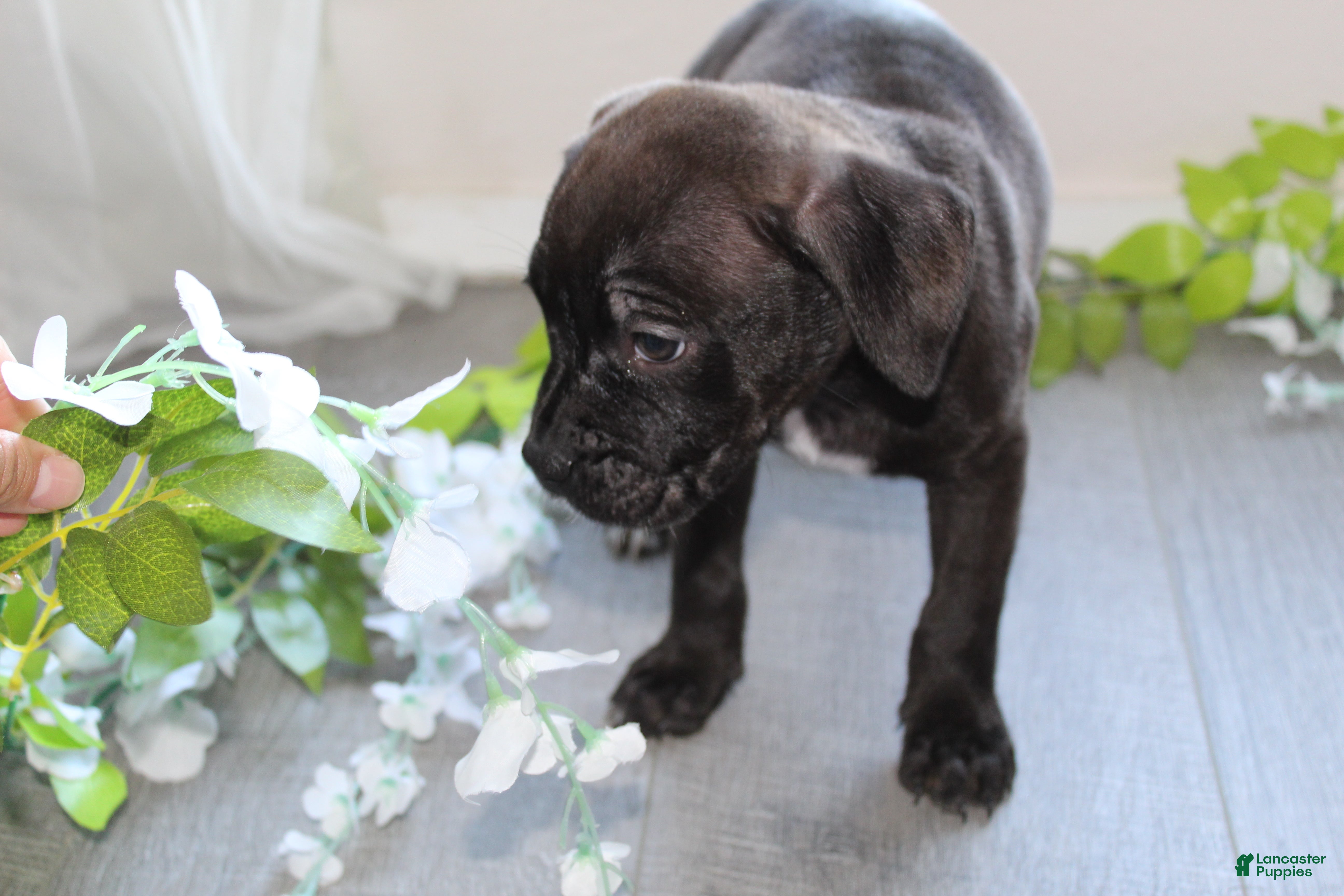 American Bully dogs American Bully 3 - Ad 26