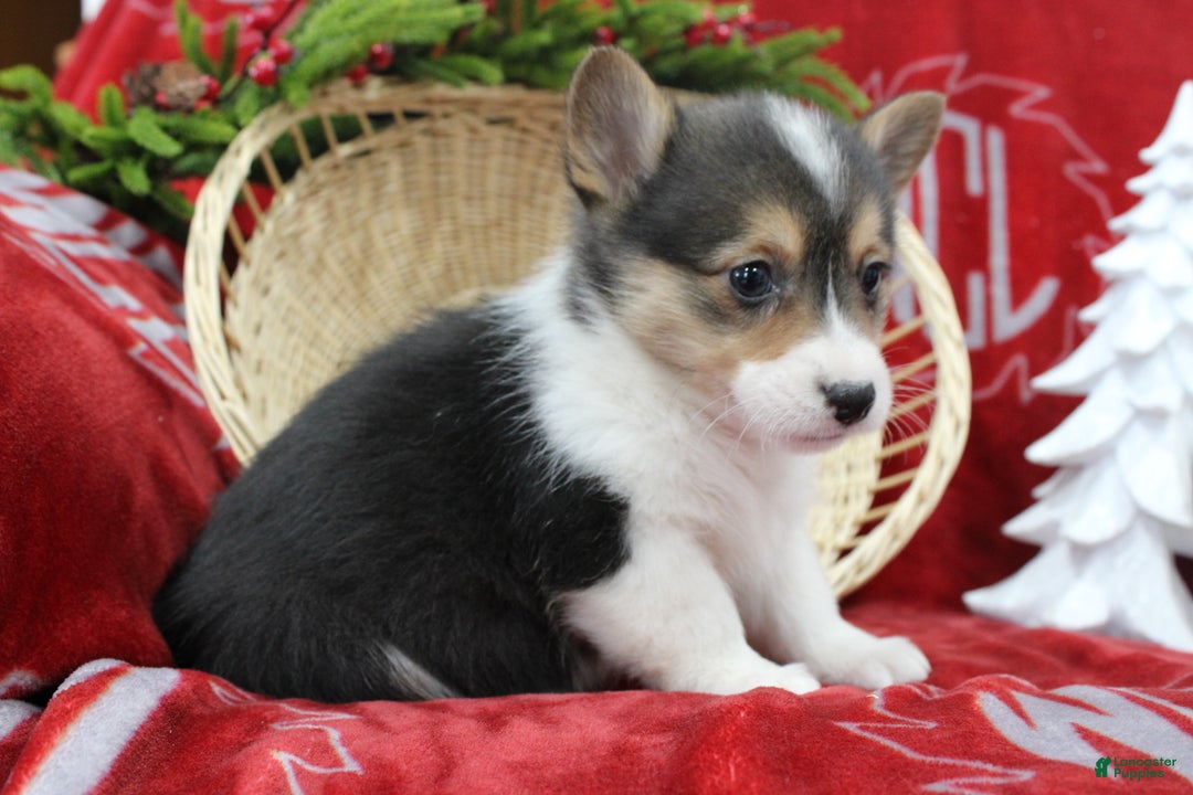 Welsh Corgi Pembroke dogs for sale: Bailey - Ad 9