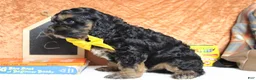 Cockapoo dogs for sale: Rocky  - Ad 4