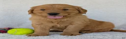 Golden Retriever dogs for sale: Parker - Ad 5