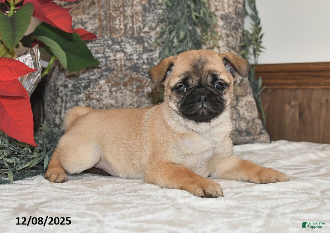 Mixed Breed dogs for sale: Cutie - Ad 5