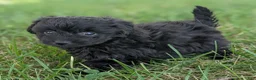 Pomapoo dogs for sale: Chia - Ad 5