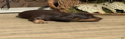 Miniature Dachshund dogs for sale: Cocoa Classic - Ad 2