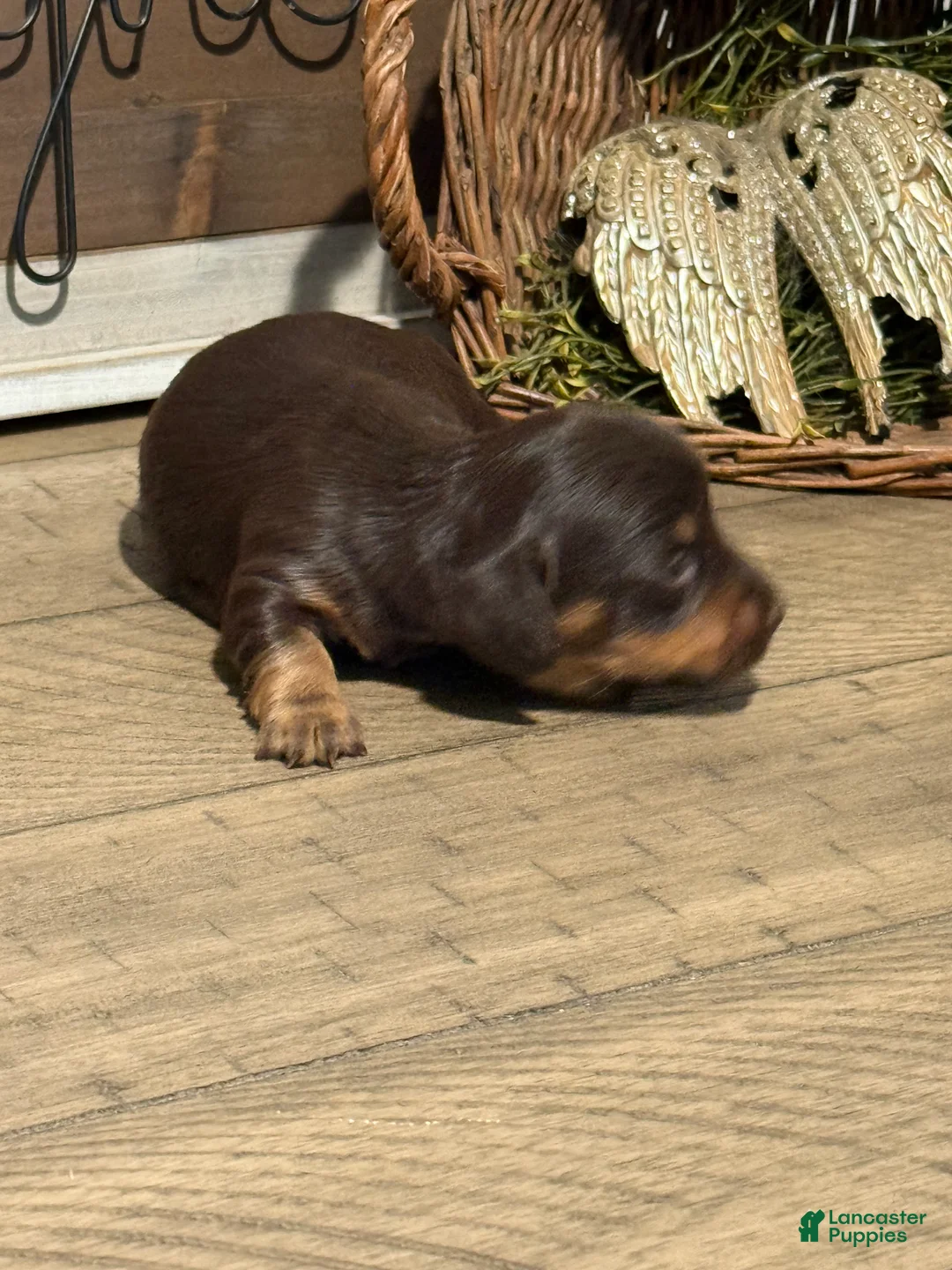 Miniature Dachshund dogs for sale: Cocoa Classic - Ad 2