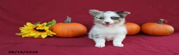 Mixed Breed dogs for sale: Autumn - Ad 5