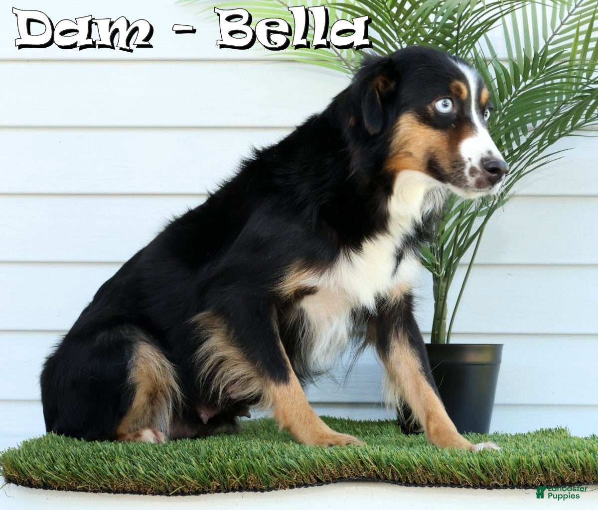 Miniature Australian Shepherd dogs for sale: Tanner - Ad 10