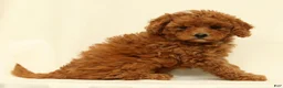 Cavapoo dogs for sale: Casey - Ad 6