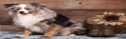 Toy Australian Shepherd dogs for sale: Fairy blue merle Toy Aussie f - Ad 5