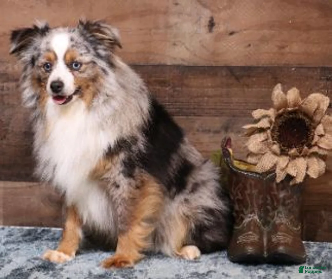 Toy Australian Shepherd dogs for sale: Fairy blue merle Toy Aussie f - Ad 5