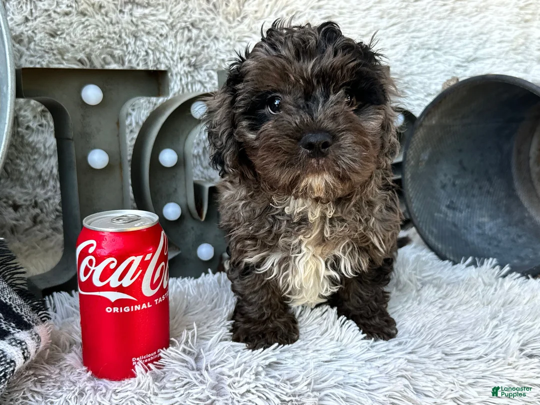 Cavapoo dogs for sale: Atlas - Ad 1