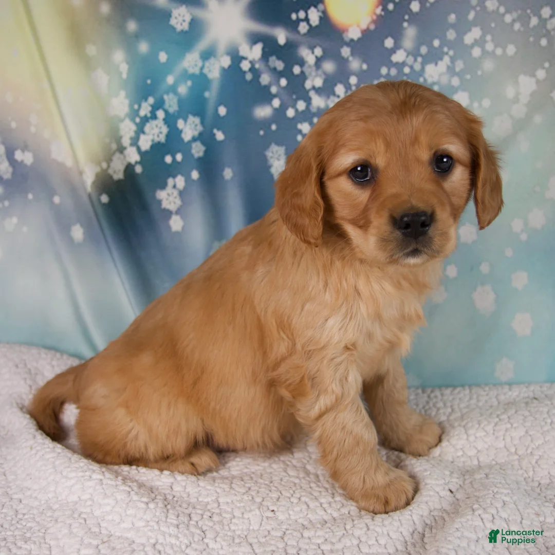 Mixed Breed dogs for sale: Jade - Ad 1