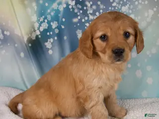 Mixed Breed dogs Jade - Ad 21