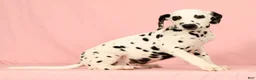 Dalmatian dogs for sale: Roscoe - Ad 6
