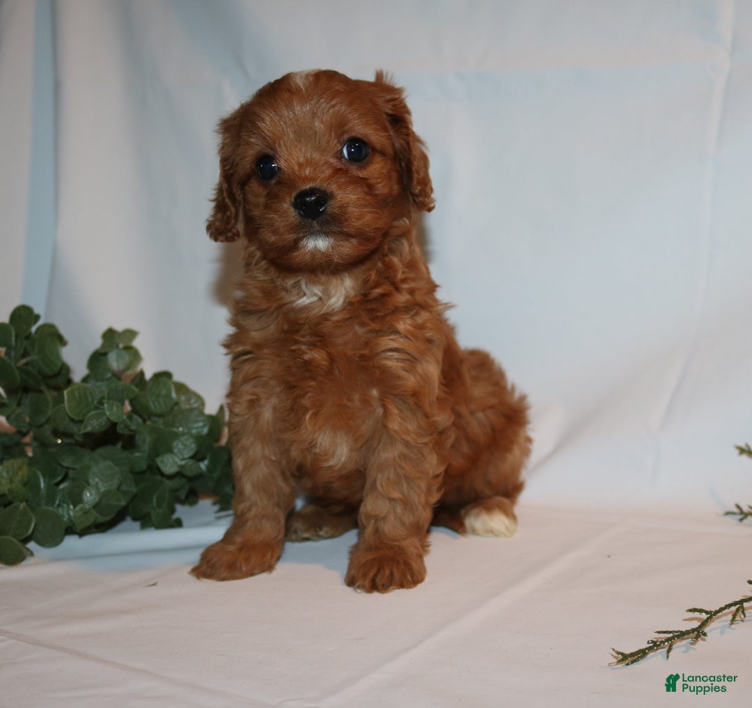 Cavapoo dogs for sale: Sue - Ad 11