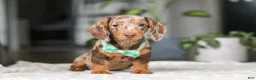 Dachshund dogs for sale: Jackson  - Ad 5