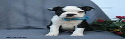 Boston Terrier dogs for sale: Oscar - Ad 5