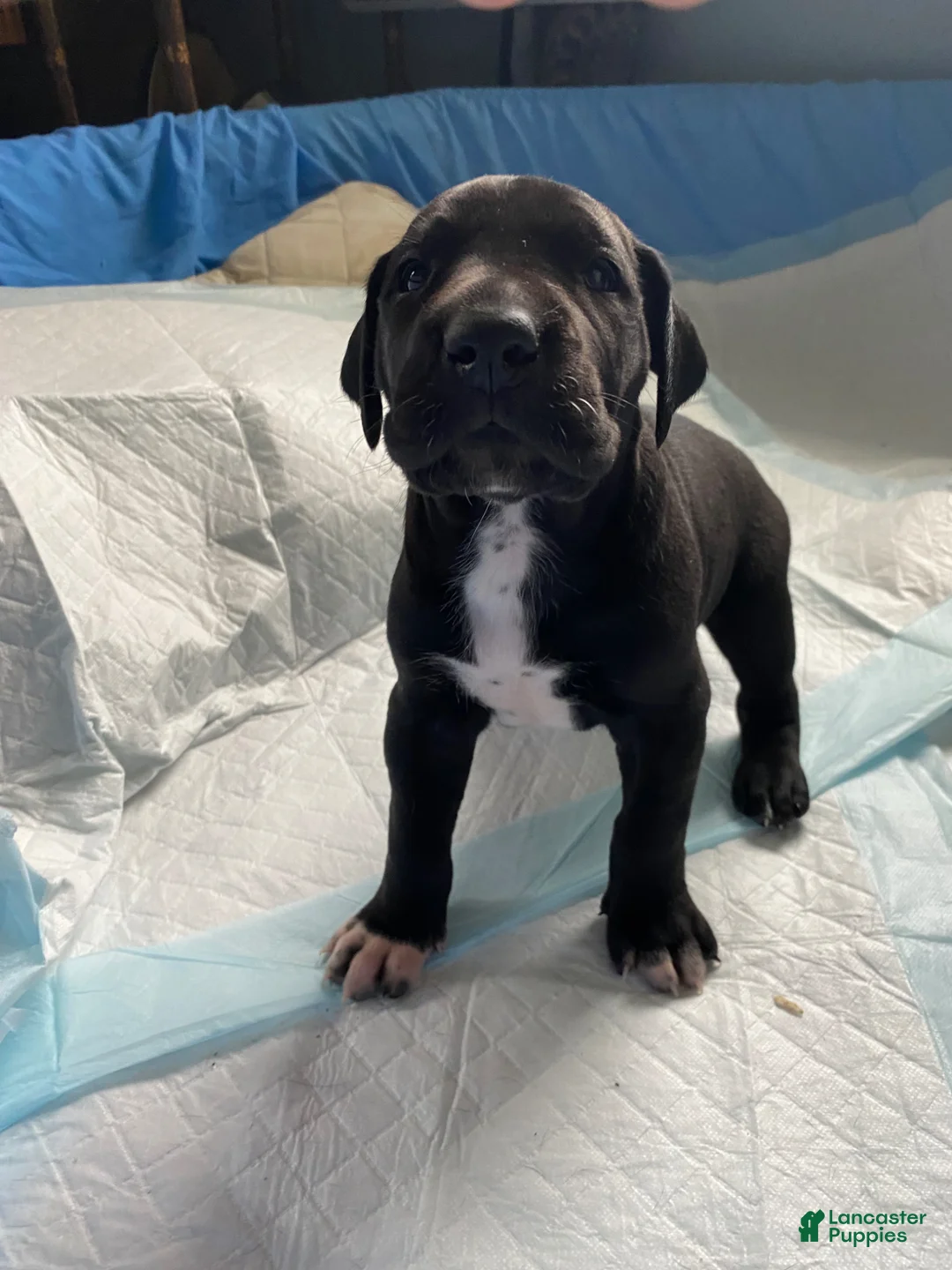 Great Dane dogs for sale: Bear🐻 - Ad 1