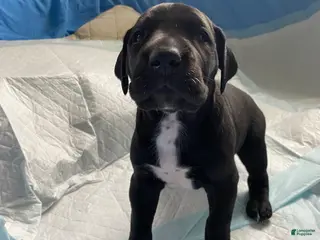 Great Dane dogs Bear🐻 - Ad 38