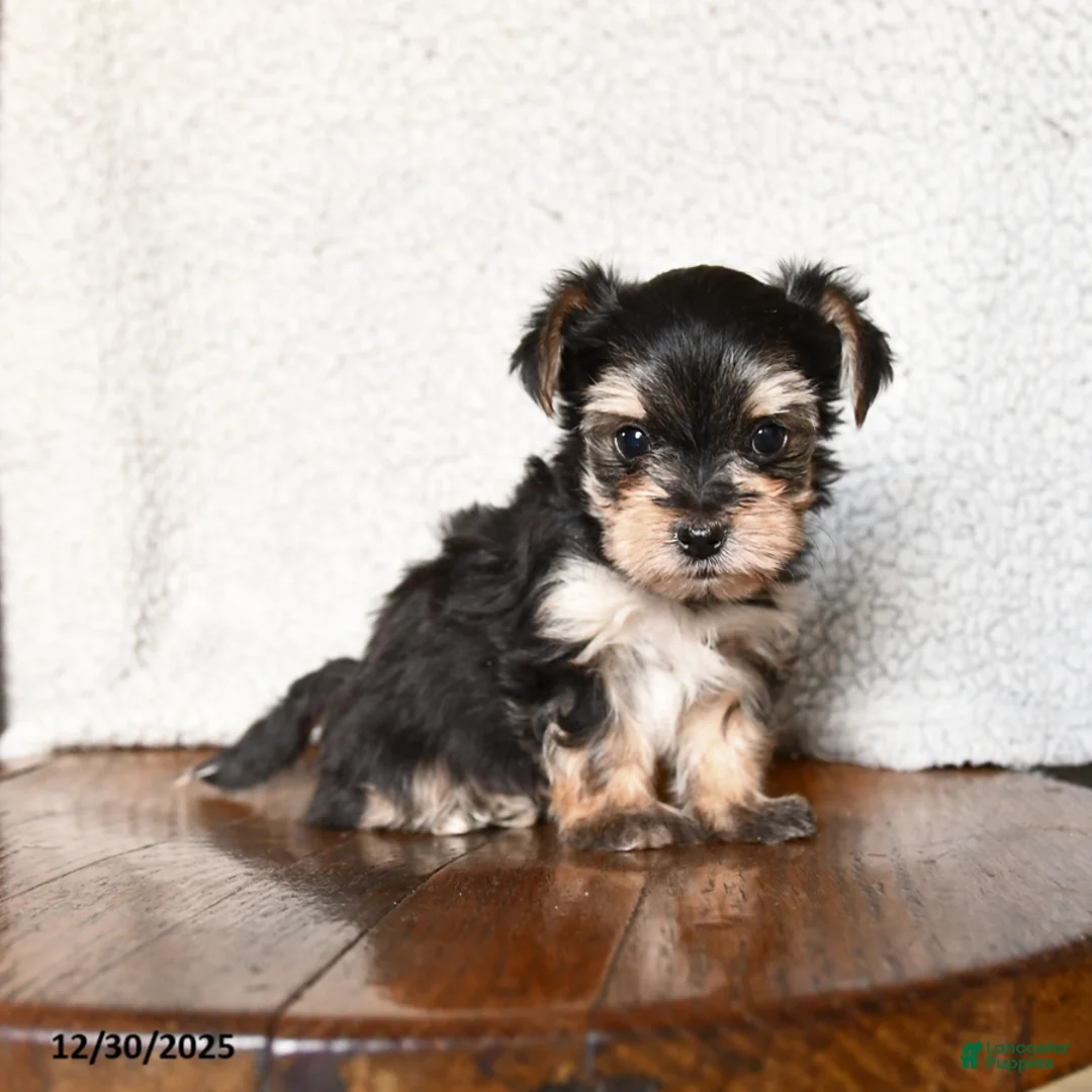 Morkie dogs for sale: Mr. Bill - Ad 13