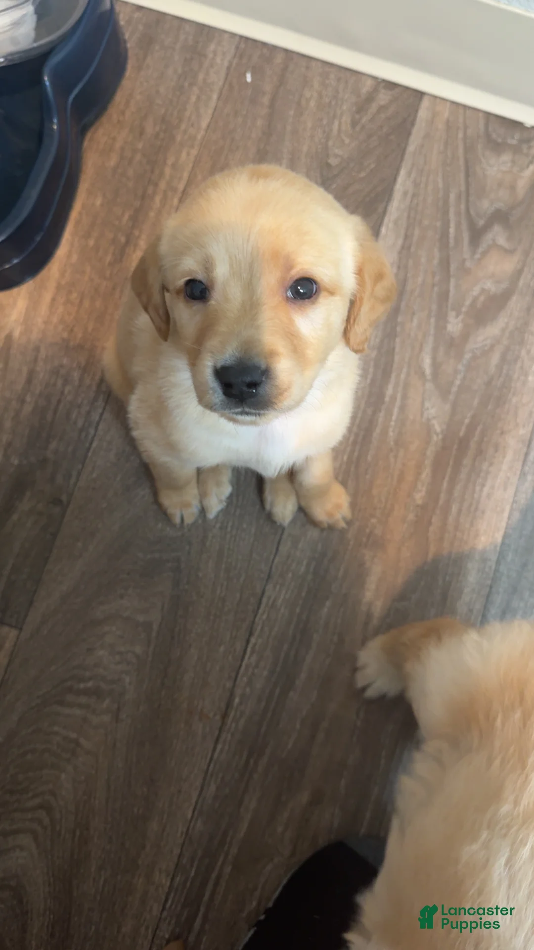 Labradoodle dogs for sale: Labradoodle Puppy 1 - Ad 1