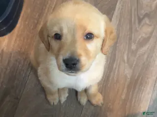 Labradoodle dogs Labradoodle Puppy 1 - Ad 1