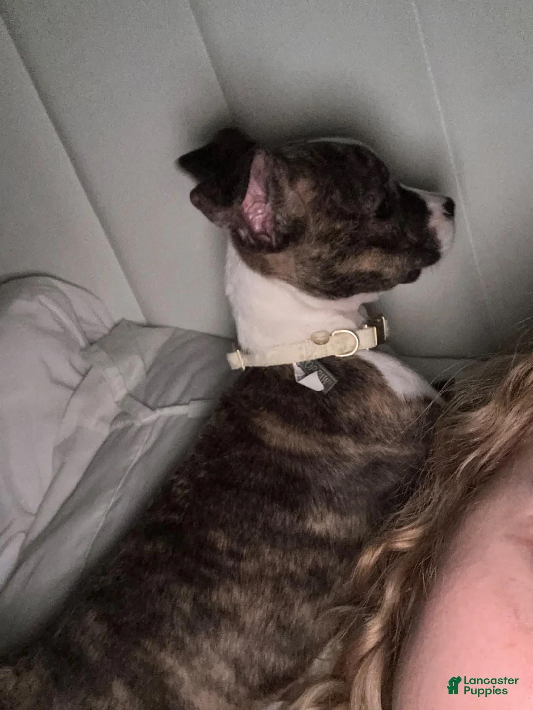 American Pit Bull Terrier dogs for sale: American Pit Bull Terrier 1 - Ad 1