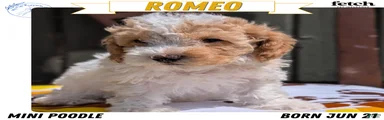 Romeo