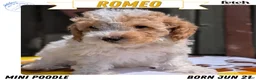 Miniature Poodle dogs for sale: Romeo - Ad 1