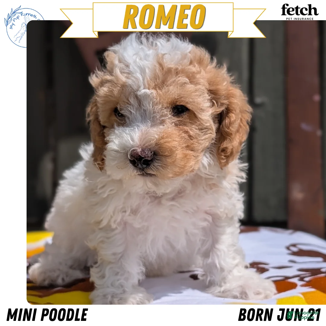 Miniature Poodle dogs for sale: Romeo - Ad 1